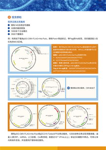 病毒包裝相關(guān)試劑盒及一站式服務(wù)，為科研保駕護(hù)航